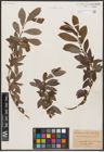 Foto von Salix aurita L. x Salix purpurea L.